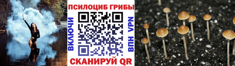Псилоцибиновые грибы Magic Shrooms  Купить где  Любим 